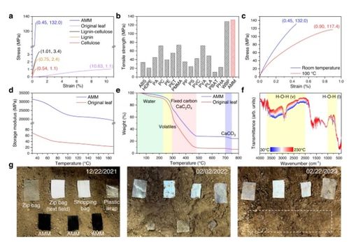 將枯葉轉(zhuǎn)化為活性多功能材料,如蒸發(fā)器 光催化劑和生物塑料